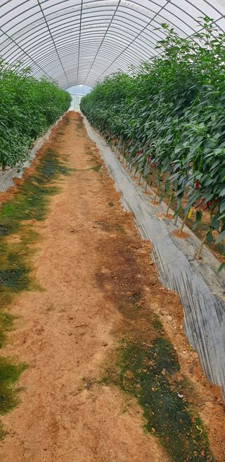 에덴농원나장미입니다님의 고추 · 품종•종자 작성글 사진