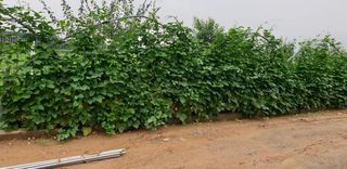 에덴농원나장미입니다님의 고추 · 품종•종자 작성글 사진