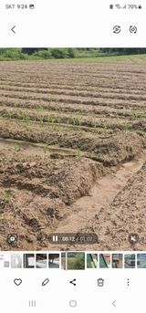 팜모닝 옥수수·자유게시판 게시글 이미지