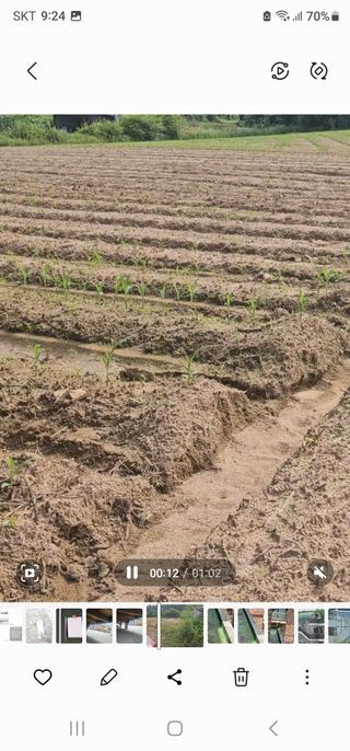 이호섭님의 옥수수 · 자유게시판 작성글 사진