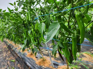 조선된장님의 내 농사 경력 자랑하기 · 참여 작성글 사진