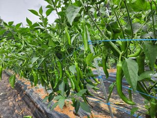 조선된장님의 내 농사 경력 자랑하기 · 참여 작성글 사진