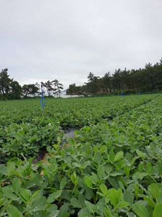 김은아SM님의 내 농사 경력 자랑하기 · 참여 작성글 사진