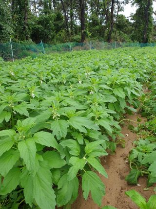 김은아SM님의 내 농사 경력 자랑하기 · 참여 작성글 사진