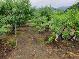 청도군님의 복숭아 · 영농일지 작성글 사진
