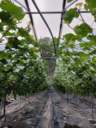 혁이네농원님의 내 농사 경력 자랑하기 · 참여 작성글 사진