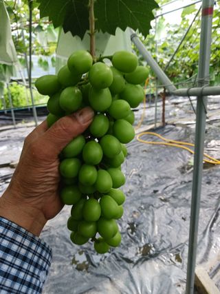 혁이네농원님의 내 농사 경력 자랑하기 · 참여 작성글 사진