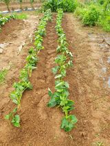 팜모닝 자유주제·자유게시판 게시글 이미지