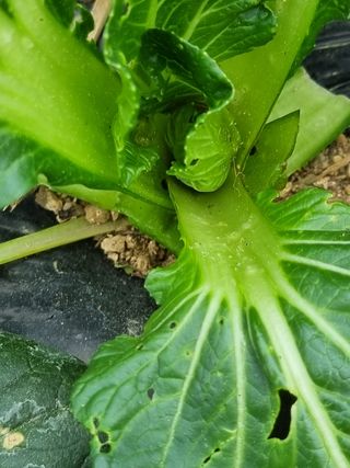 정민지호맘님의 상추 · 병해충상담 작성글 사진