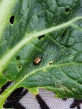 팜모닝 상추·병해충상담 게시글 이미지