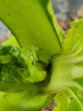 정민지호맘님의 상추 · 병해충상담 작성글 사진