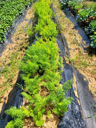 행복농장아다나님의 내 농사 경력 자랑하기 · 참여 작성글 사진