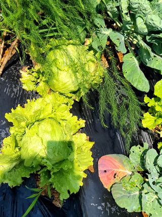 행복농장아다나님의 내 농사 경력 자랑하기 · 참여 작성글 사진