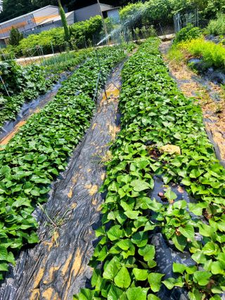 행복농장아다나님의 내 농사 경력 자랑하기 · 참여 작성글 사진