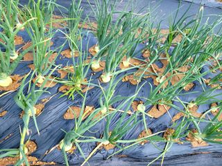 행복농장아다나님의 내 농사 경력 자랑하기 · 참여 작성글 사진