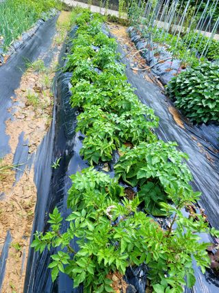 행복농장아다나님의 내 농사 경력 자랑하기 · 참여 작성글 사진