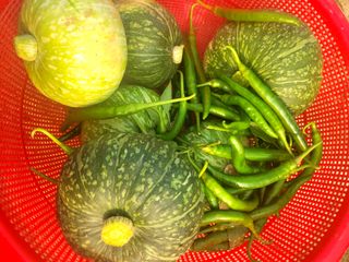 행복농장아다나님의 내 농사 경력 자랑하기 · 참여 작성글 사진