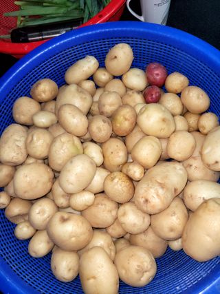 행복농장아다나님의 내 농사 경력 자랑하기 · 참여 작성글 사진