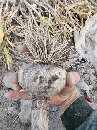 참깨22136님의 내 농사 경력 자랑하기 · 참여 작성글 사진