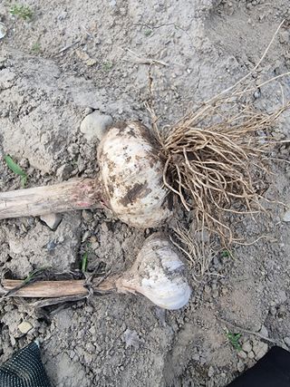 참깨22136님의 내 농사 경력 자랑하기 · 참여 작성글 사진