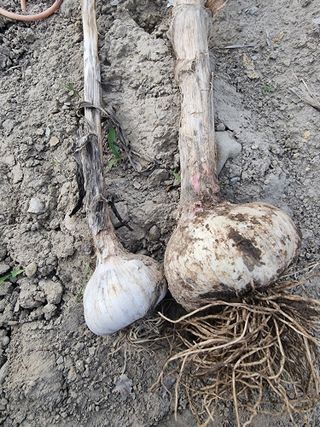 참깨22136님의 내 농사 경력 자랑하기 · 참여 작성글 사진