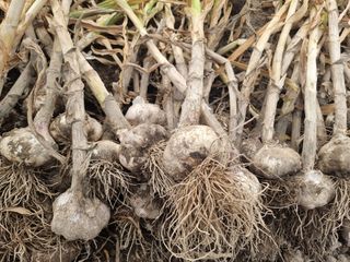 참깨22136님의 내 농사 경력 자랑하기 · 참여 작성글 사진