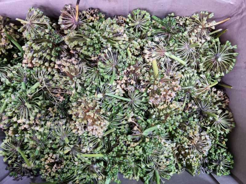 장터 상품 [명이나물 씨앗 박스포함 무게4K500g] 썸네일