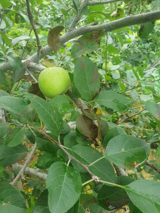 인생은 소풍처럼님의 사과 · 병해충상담 작성글 사진