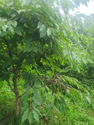 인생은 소풍처럼님의 사과 · 병해충상담 작성글 사진