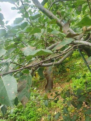 인생은 소풍처럼님의 사과 · 병해충상담 작성글 사진