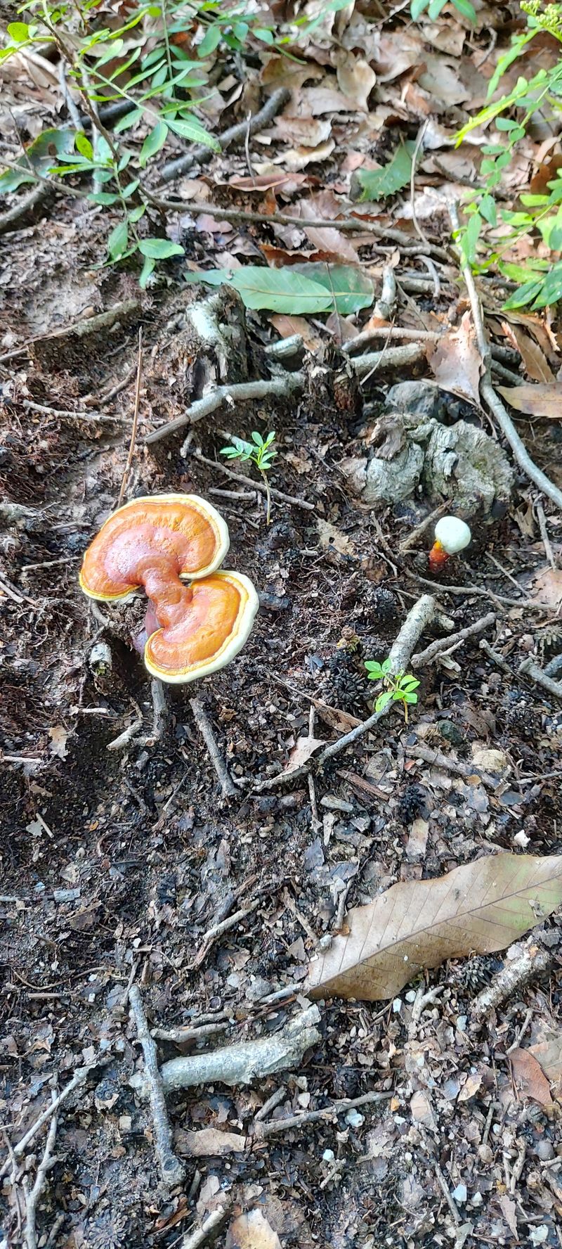 장터 상품 [파는거 아닙니다] 썸네일