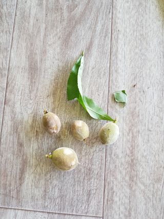 신이네님의 복숭아 · 병해충상담 작성글 사진