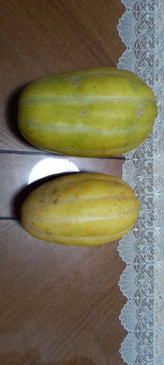 서강훈님의 기타작물 · 병해충상담 작성글 사진