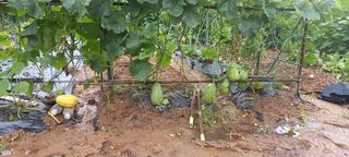 서강훈님의 기타작물 · 병해충상담 작성글 사진