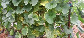 서강훈님의 기타작물 · 병해충상담 작성글 사진