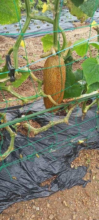 서강훈님의 기타작물 · 병해충상담 작성글 사진