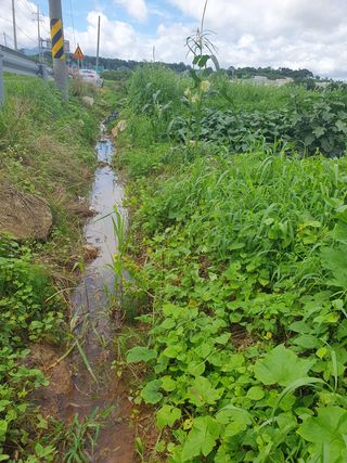 엄기덕님의 고구마 · 영농일지 작성글 사진