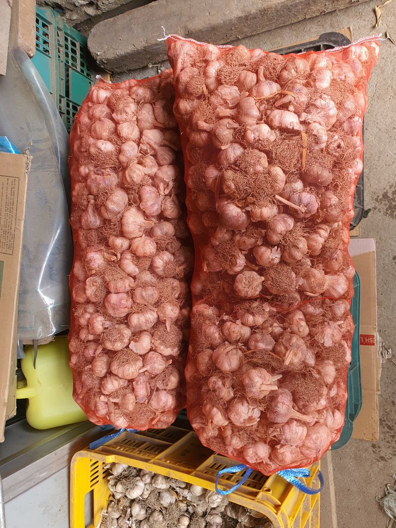 장터 상품 [마늘씨] 썸네일