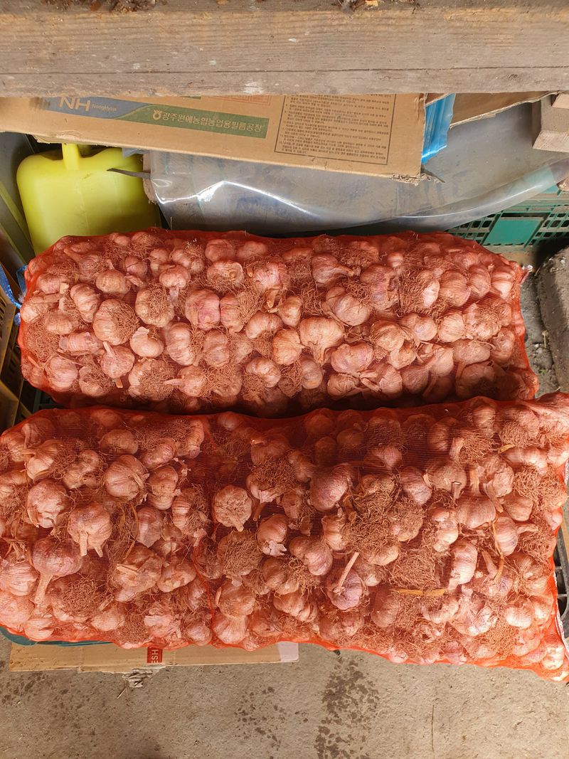 김영복님의 장터 판매 상품 [마늘씨] 첨부 사진