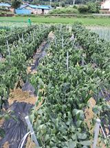 팜모닝 고추·병해충상담 게시글 이미지