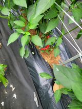 팜모닝 자유주제·자유게시판 게시글 이미지