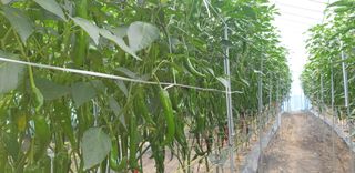 밤까시 여주농장님의 고추 · 일상 작성글 사진