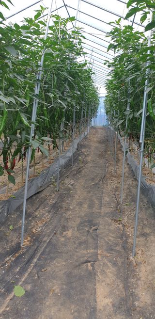 밤까시 여주농장님의 고추 · 일상 작성글 사진