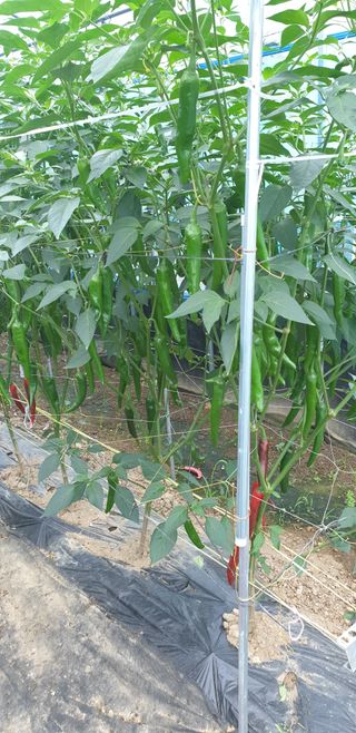 밤까시 여주농장님의 고추 · 일상 작성글 사진