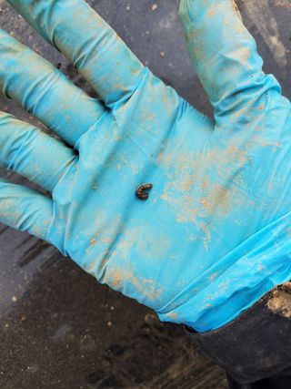 알 수 없음님의 고추 · 병해충상담 작성글 사진