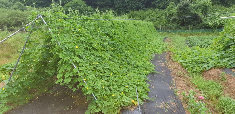 장터 상품 [건여주. 볶은여주 200그램] 썸네일