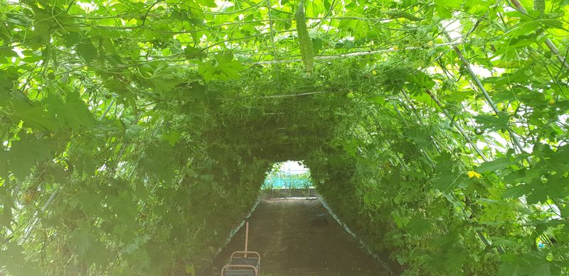 밤가시 여주농장님의 장터 판매 상품 [건여주. 볶은여주 200그램] 첨부 사진