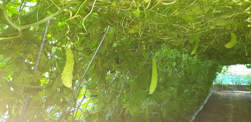 밤가시 여주농장님의 장터 판매 상품 [건여주. 볶은여주 200그램] 첨부 사진