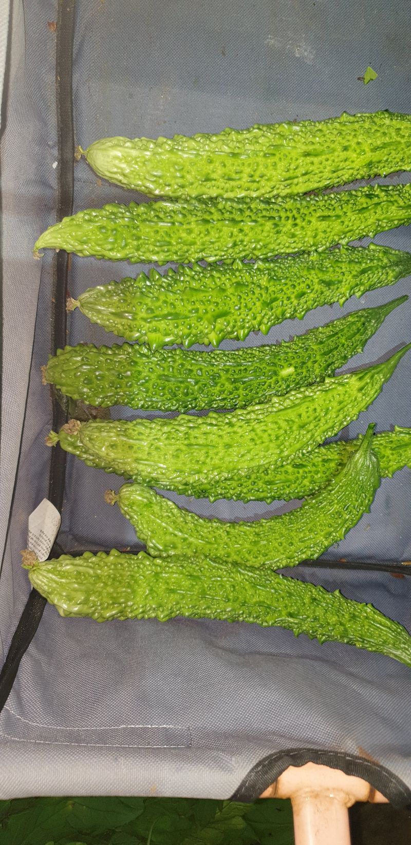 밤가시 여주농장님의 장터 판매 상품 [건여주. 볶은여주 200그램] 첨부 사진