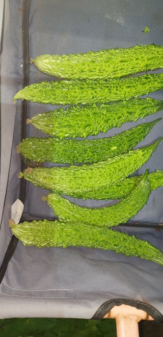 밤가시 여주농장님의 작성글 사진